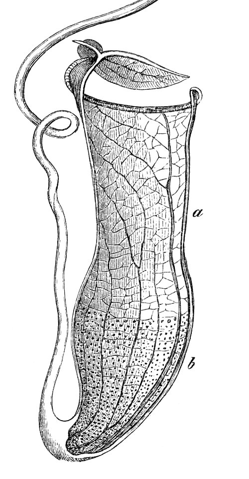 Nepenthes gracilis pitcher Macfarlane illustration - edit