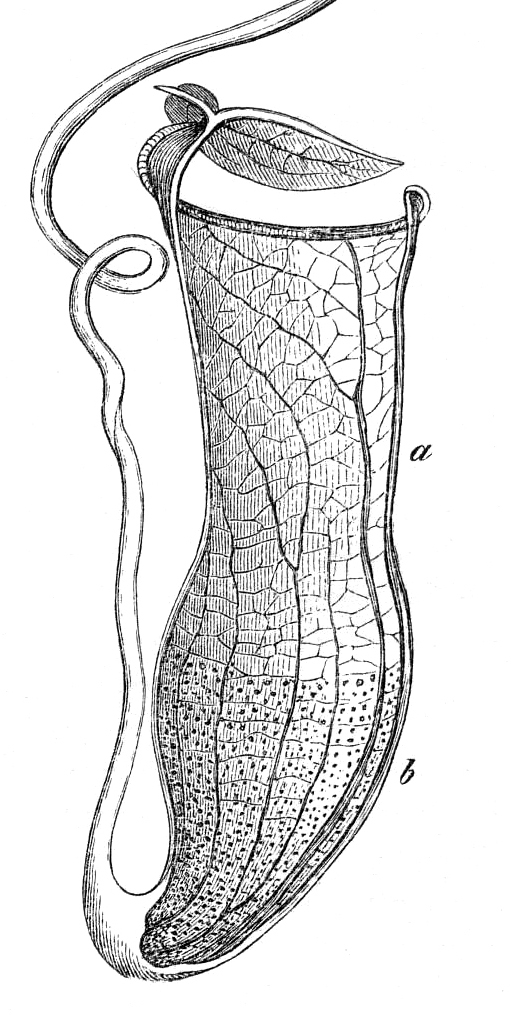 Nepenthes gracilis pitcher Macfarlane illustration - edit