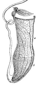 Nepenthes gracilis pitcher Macfarlane illustration - edit