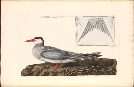 Nederlandsche vogelen (KB) - Sterna hirundo (106b)