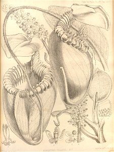 Nepenthes villosa - Transactions of the Linnean Society of London (1859)