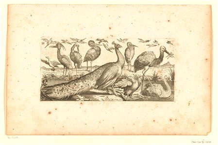 Negentien vogels