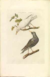 Nederlandsche vogelen (KB) - Sturnus vulgaris (376b)