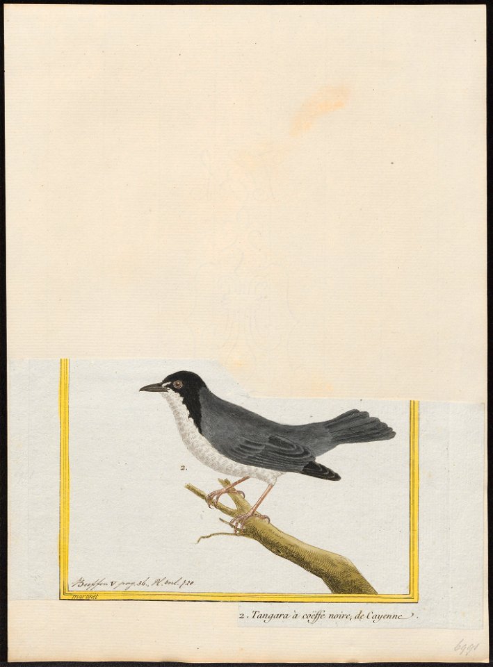 Nemosia pileata - 1700-1880 - Print - Iconographia Zoologica - Special Collections University of Amsterdam - UBA01 IZ15900347