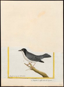 Nemosia pileata - 1700-1880 - Print - Iconographia Zoologica - Special Collections University of Amsterdam - UBA01 IZ15900347