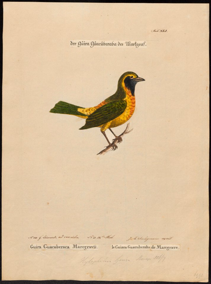 Nemosia nigrigula - 1700-1880 - Print - Iconographia Zoologica - Special Collections University of Amsterdam - UBA01 IZ15900351