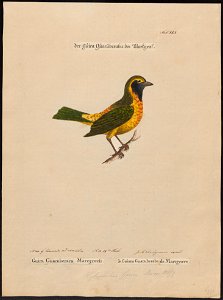 Nemosia nigrigula - 1700-1880 - Print - Iconographia Zoologica - Special Collections University of Amsterdam - UBA01 IZ15900351