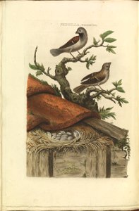 Nederlandsche vogelen (KB) - Passer domesticus (076d)