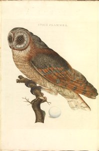 Nederlandsche vogelen (KB) - Tyto alba guttata (298b)