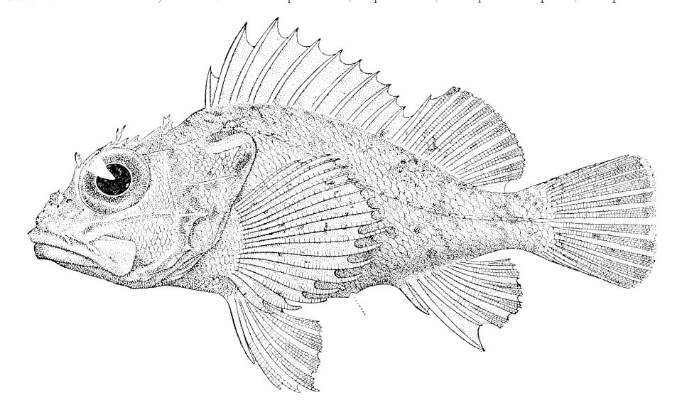 Neomerinthe rufescens