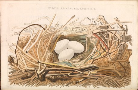 Nederlandsche vogelen (KB) - Platalea leucorodia (172b). Free illustration for personal and commercial use.