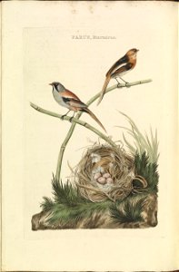 Nederlandsche vogelen (KB) - Panurus biarmicus (084b)