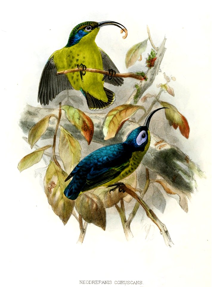 Neodrepanis coruscans Keulemans