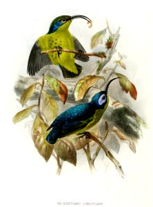 Neodrepanis coruscans Keulemans