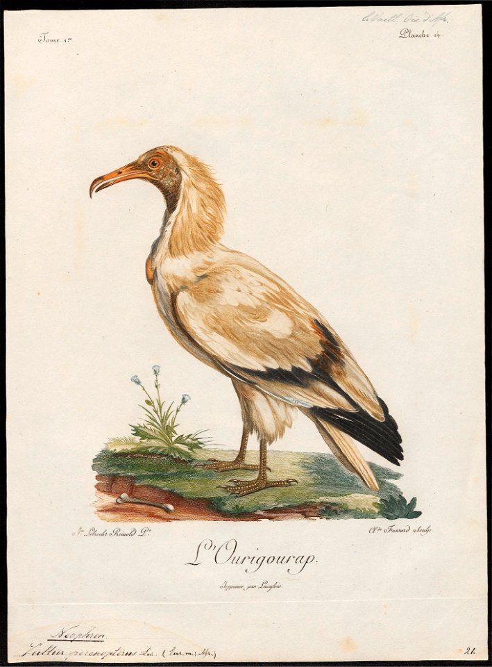 Neophron percnopterus - 1796-1808 - Print - Iconographia Zoologica - Special Collections University of Amsterdam - UBA01 IZ18100141
