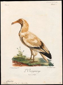 Neophron percnopterus - 1796-1808 - Print - Iconographia Zoologica - Special Collections University of Amsterdam - UBA01 IZ18100141