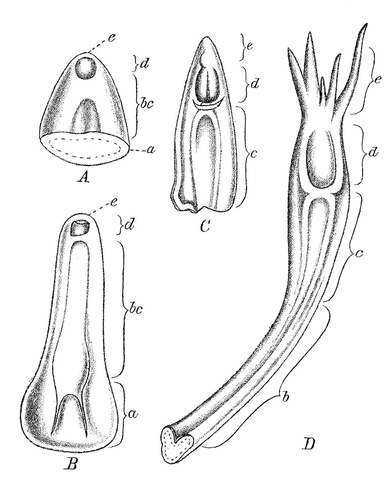 Nepenthes leaf development Macfarlane illustration