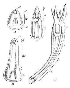 Nepenthes leaf development Macfarlane illustration