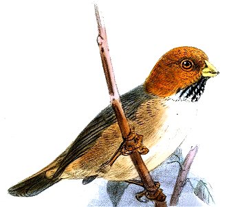 Neosuthora davidiana Keulemans