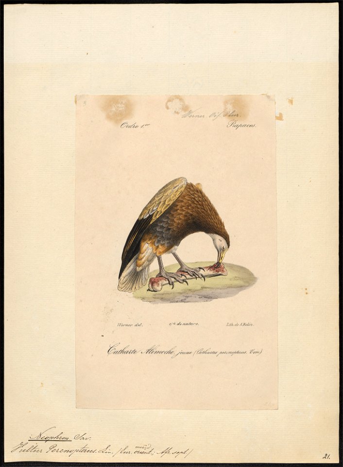 Neophron percnopterus - 1842-1848 - Print - Iconographia Zoologica - Special Collections University of Amsterdam - UBA01 IZ18100145