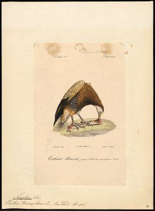 Neophron percnopterus - 1842-1848 - Print - Iconographia Zoologica - Special Collections University of Amsterdam - UBA01 IZ18100145