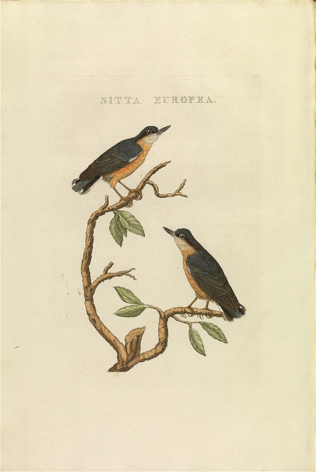 Nederlandsche vogelen (KB) - Sitta europaea (430b)