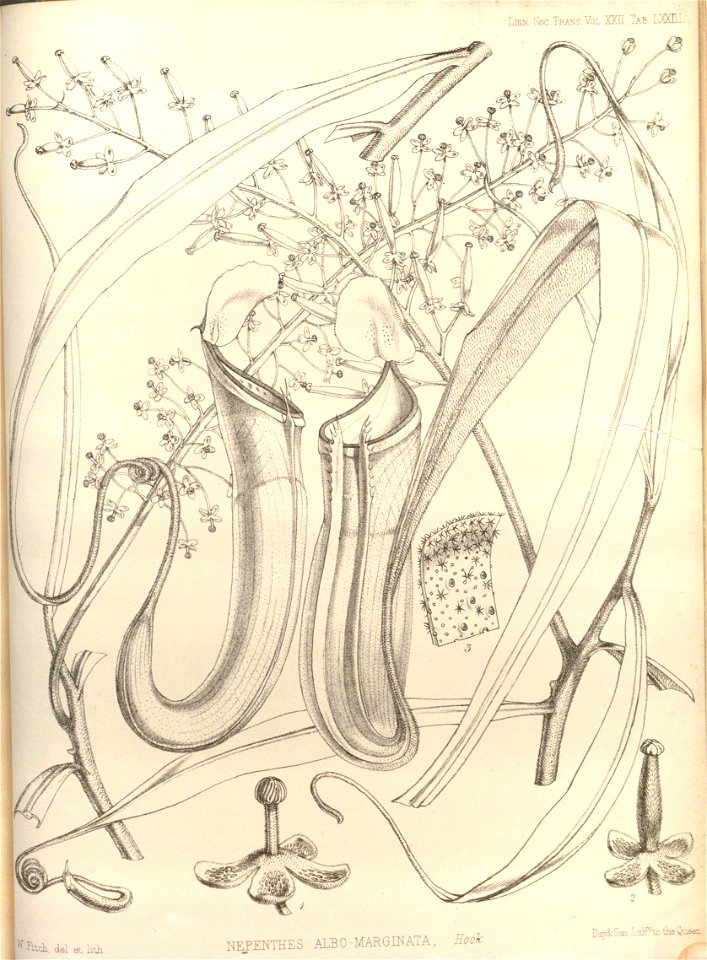 Nepenthes albomarginata - Transactions of the Linnean Society of London (1859)