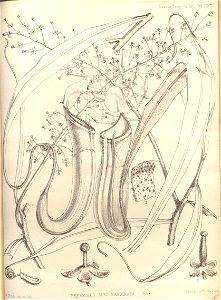 Nepenthes albomarginata - Transactions of the Linnean Society of London (1859)