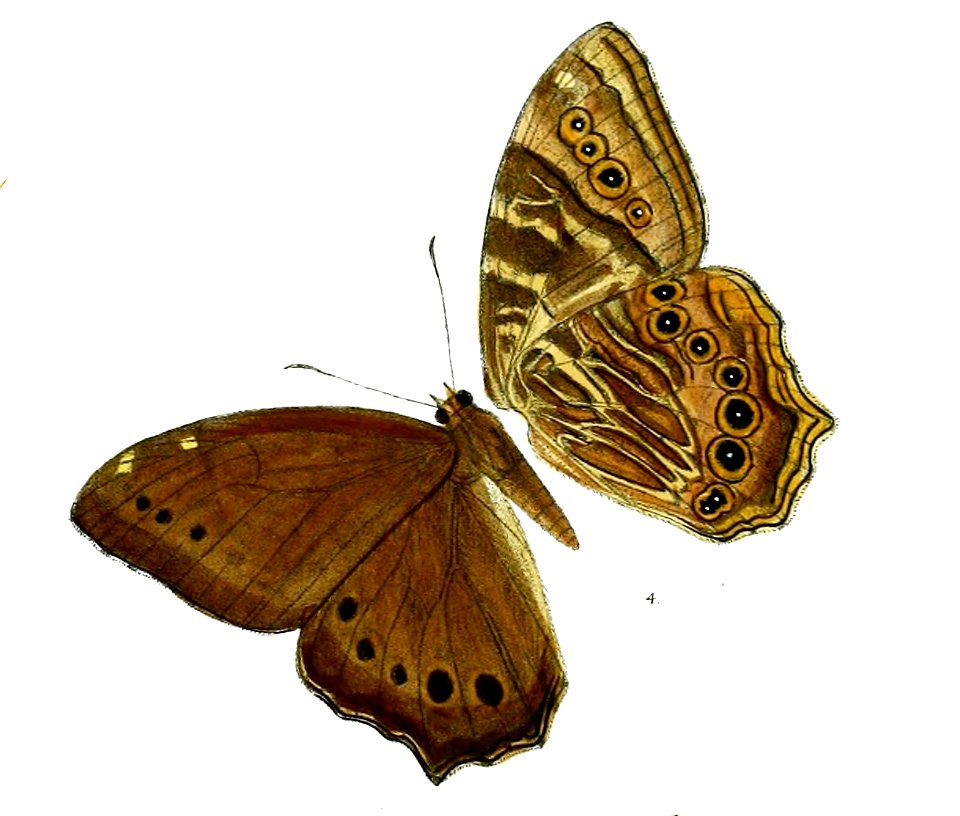 Neope yama yamoides M 94 4