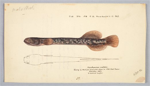 Neochanna apoda by Frank Edward Clarke