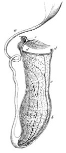 Nepenthes gracilis pitcher Macfarlane illustration