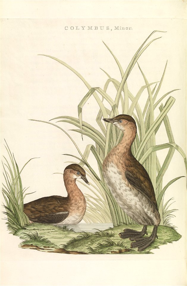 Nederlandsche vogelen (KB) - Tachybaptus ruficollis (231pl)