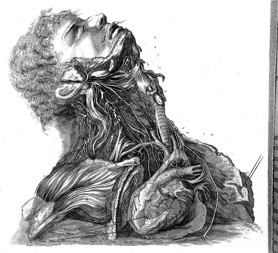 Nerves of the neck, 1803 Wellcome L0001816