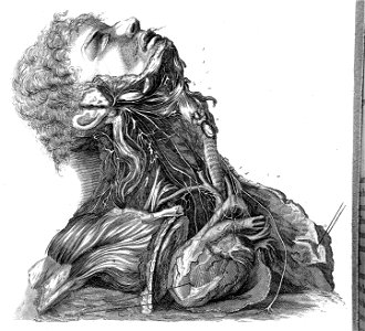 Nerves of the neck, 1803 Wellcome L0001816