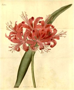 Nerine sarniensis2124