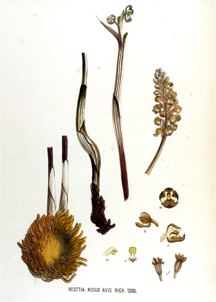 Neottia nidus-avis — Flora Batava — Volume v17
