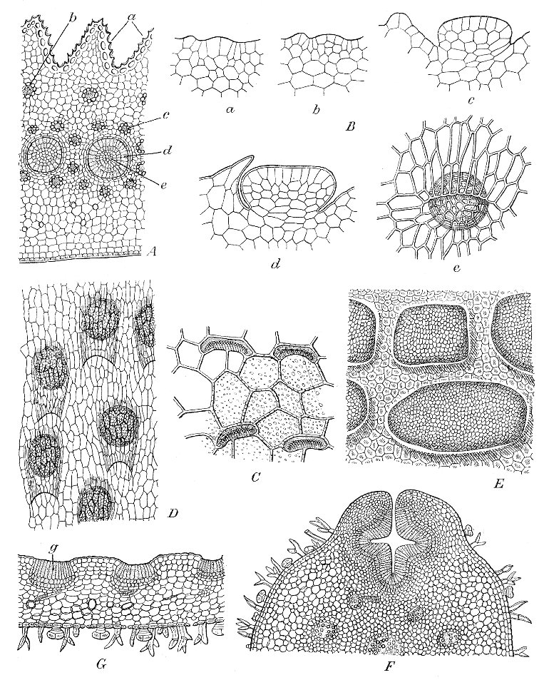 Nepenthes glandular structures 2 Macfarlane illustration