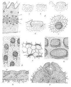 Nepenthes glandular structures 2 Macfarlane illustration