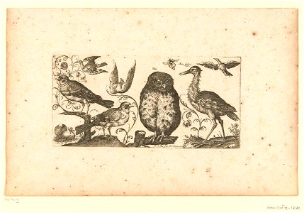 Negen vogels en een insect