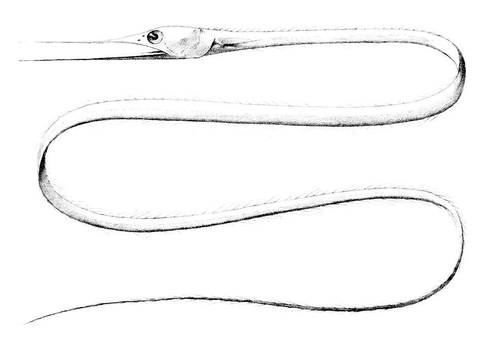 Nemichthys scolopaceus3