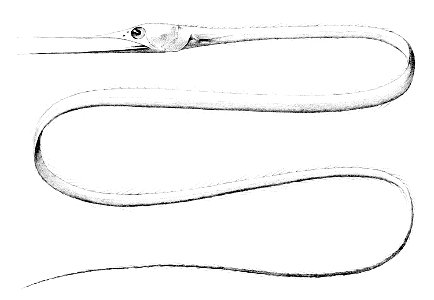 Nemichthys scolopaceus3