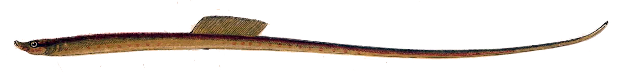 Nerophis lumbriciformis