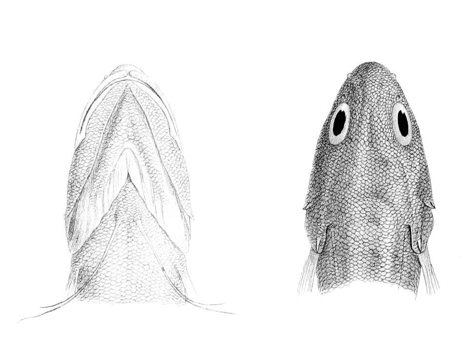 Neobythites macrops1