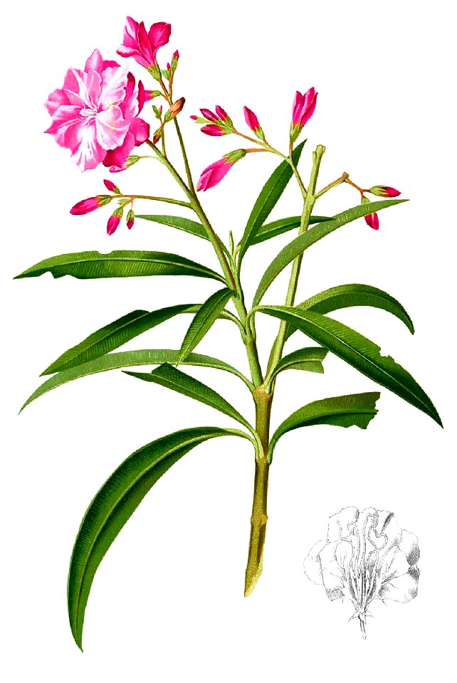 Nerium oleander Blanco1.37-cropped