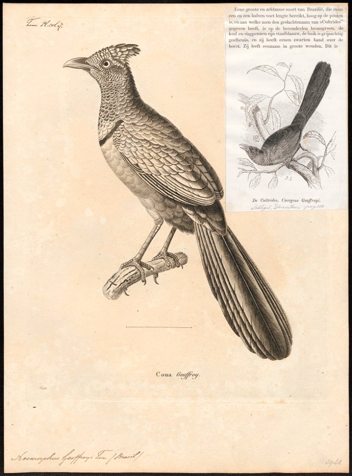 Neomorphus geoffroyi - 1700-1880 - Print - Iconographia Zoologica - Special Collections University of Amsterdam - UBA01 IZ18800205