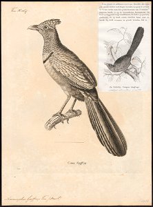 Neomorphus geoffroyi - 1700-1880 - Print - Iconographia Zoologica - Special Collections University of Amsterdam - UBA01 IZ18800205