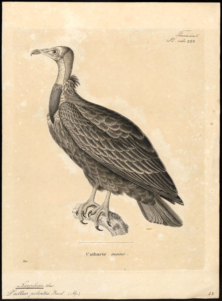 Neophron pileatus - 1700-1880 - Print - Iconographia Zoologica - Special Collections University of Amsterdam - UBA01 IZ18100149