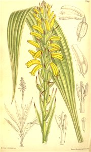Neuwiedia veratrifolia (as Neuwiedia lindleyi) - Curtis' 120 (Ser. 3 no. 50) pl. 7368 (1894)