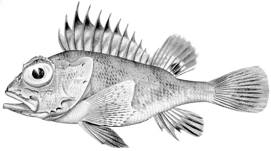 Neosebastes incisipinnis