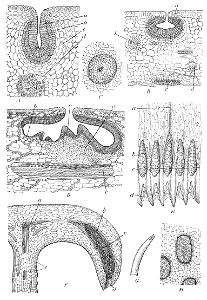 Nepenthes glandular structures Macfarlane illustration